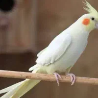 عروس هلندی لوتینو