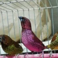 فنج خارجی پاکستانی