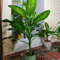 گل پتوس. دیفن. سانسوریا. فیکوس. ذرتی|گل و گیاه طبیعی|شیراز, چنچنه|دیوار