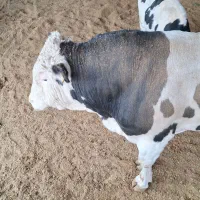 کودحیوانی|خدمات باغبانی و درختکاری|کوهدشت, |دیوار