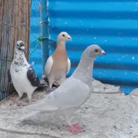 کبوتر خوب