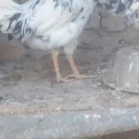 خروس زینعتی جوان