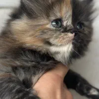 گربه های بریتیش