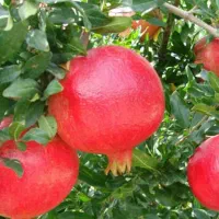 فروش انار گل درجه یک