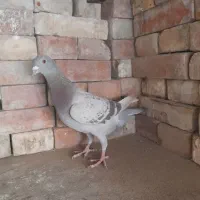 سیا وسبز|پرنده|بجنورد, |دیوار