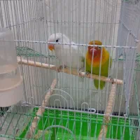 طوطی برزیلی