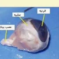 تهیه اعضای گاو و یا گوسفند برای تشریح و مطالعه