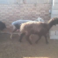 بره وگوسفند