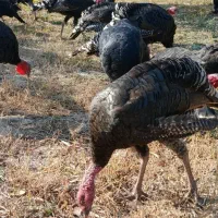 فروش بوقلمون ۶ ماهه|حیوانات مزرعه|سیه رود, |دیوار