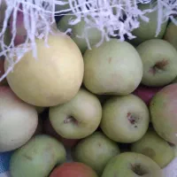 سیب باغی ارگانیک|خوردنی و آشامیدنی|شیراز, فرگاز|دیوار