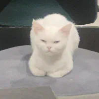 گربه بریتیش ۶ میلیون|گربه|ارومیه, |دیوار