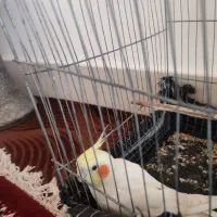 عروس هلندی کاملا دستی و آواز خوان|پرنده|مینودشت, |دیوار