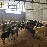 استخدام کارگر دردامداری وارد