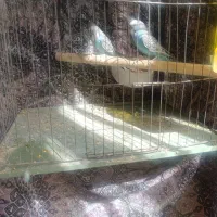 مرغ عشق جفت مولد