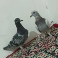 چفت نر لای. و مگس|پرنده|زابل, |دیوار