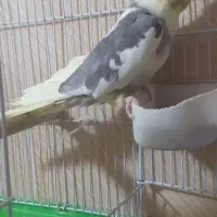 جوجه عروس هلندی