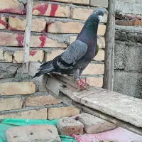 کبوترپرشی