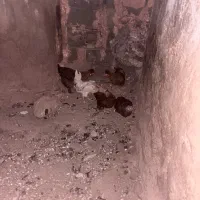 فروش مرغ تخم گذار