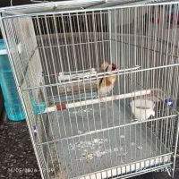 سهره بچ