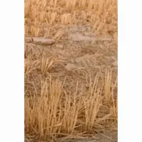 زمین کشاورزی