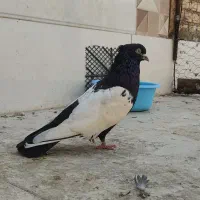 کبوتر نر سینه سیاه