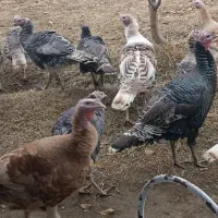 بوقلمون ۱ساله|حیوانات مزرعه|پلدشت, |دیوار