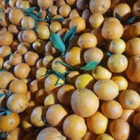 تامسون خونی به شرط (عمده) قیمت هرکیلو ۴۸