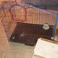 قفس عروس هلندی