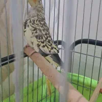 عروس هلندی۳ ماهه کینگ سایز مرواریدی فوری فروشی|پرنده|تهران, ائمه اطهار|دیوار