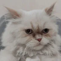 واگذاری گربه