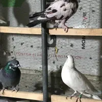 کبوتر تهرانی|پرنده|تهران, زرکش|دیوار