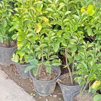 انجام تمامی کارهای باغبانی|خدمات باغبانی و درختکاری|گرگان, |دیوار