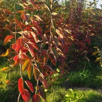 نهال فروشی|گل و گیاه طبیعی|فاضل آباد, |دیوار