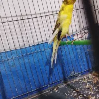 قناری|پرنده|ورامین, ورامین|دیوار