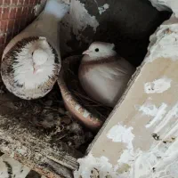 چندجفت طوقی خوب یکجا فروخته میشود|پرنده|تهران, خلیج فارس|دیوار