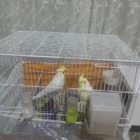 یک جفت لوتینو