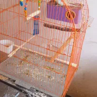 مرغ‌عشق|پرنده|بانه, |دیوار