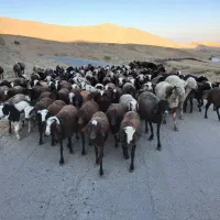 بره ماده شیشک|حیوانات مزرعه|زاغه, |دیوار