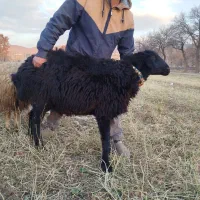 بره قوچ|حیوانات مزرعه|اراک, |دیوار