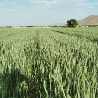 گندم بذری