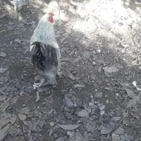 حیوانات مزرعه|حیوانات مزرعه|چالوس, |دیوار