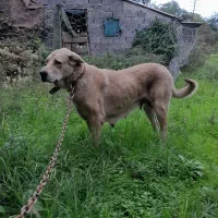 سگ ماده پژدر اصیل معاوضه