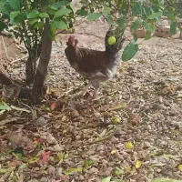 خروس جوان|حیوانات مزرعه|شیراز, کیان آباد|دیوار