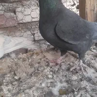 کبوتریاکفتر|پرنده|آباده, |دیوار