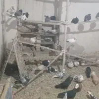 کبوتر پرشی|پرنده|نهاوند, |دیوار