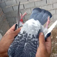 کبوتر مسافتی|پرنده|دلند, |دیوار