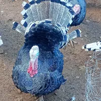 بوقلمون کاملا ارگانیک