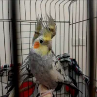 جوجه طوطی عروسی هلندی|پرنده|تهران, تاکسیرانی|دیوار