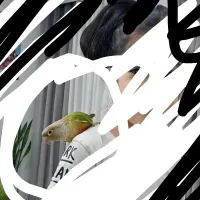گمشده پیکو