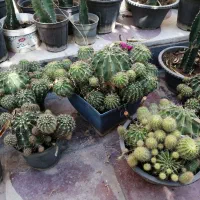 گلهای خانگی|گل و گیاه طبیعی|شیراز, مسلم|دیوار